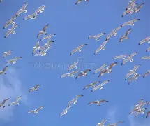 直布罗陀原来属哪个国家 直布罗陀原来属哪个国家